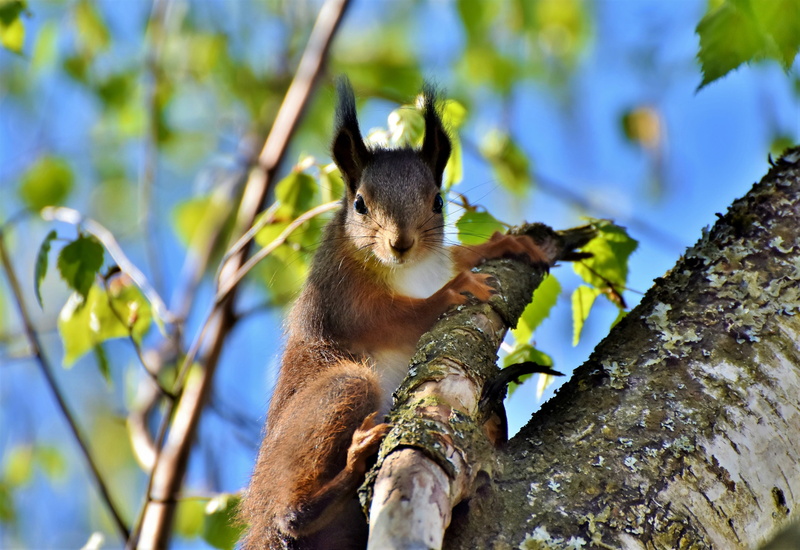 animal themes, 4K, mammal, one animal, rodent, attention, cute, tree, log, vertebrate, selective focus, plant, animal wildlife, branches, low angle view