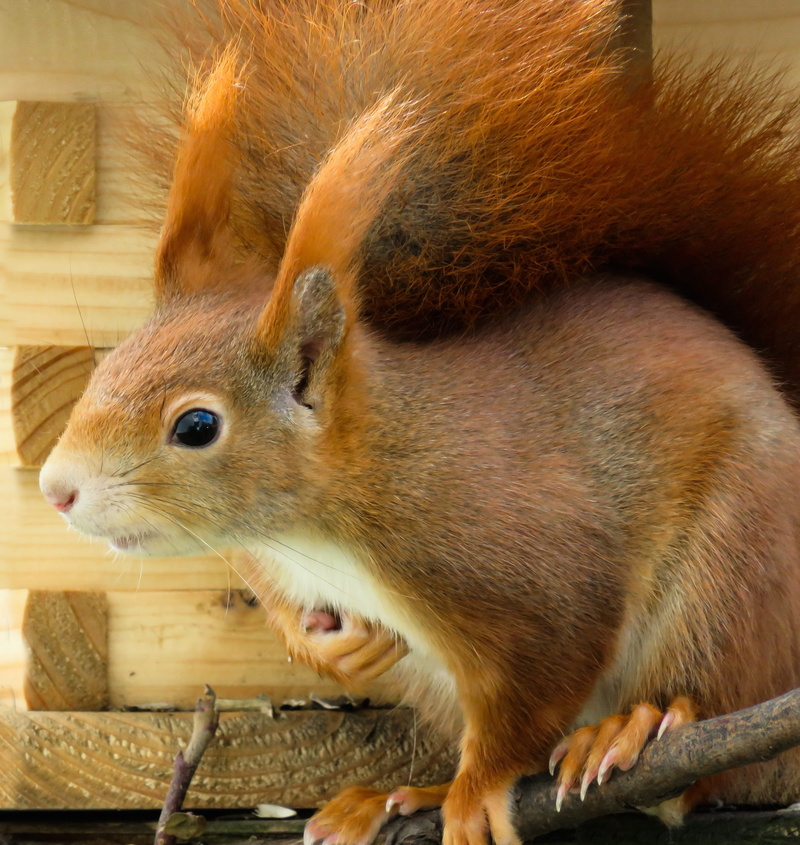 rodent, fur, pets, domestic, tail, croissant, Animal, curious, garden, one animal, cheeky, close-up, possierlich, nager, food, no people, Kitten, feeding