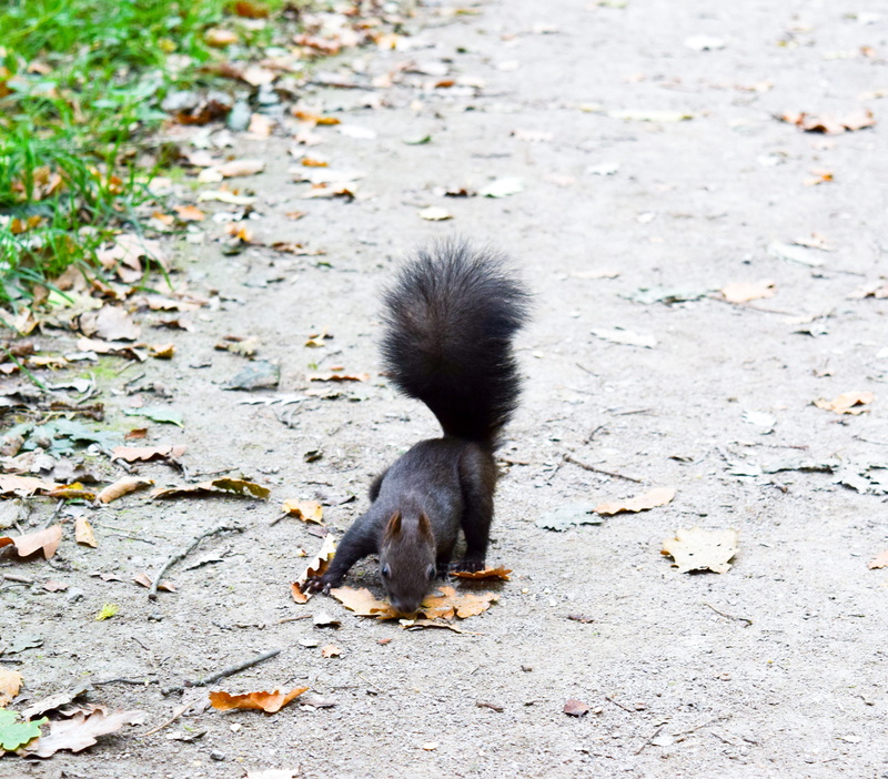 no people, field, furry, rodent, leaves, bushy, outdoors, monkey, red, wildlife photography, autumn forest, tail, autumn, primate, verifiable kitten, young animal