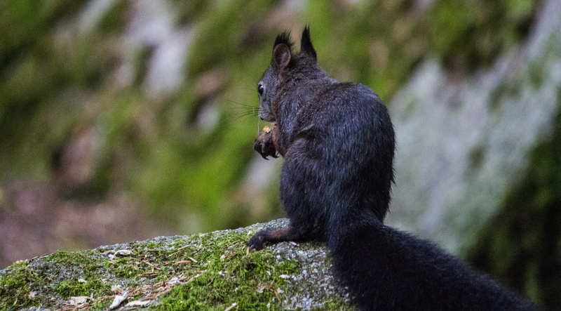 outdoors, nut, mammal, animal wildlife, rock - object, plant, verifiable kitten, rodent, feline, black color, domestic animals, mouth open, forest animals