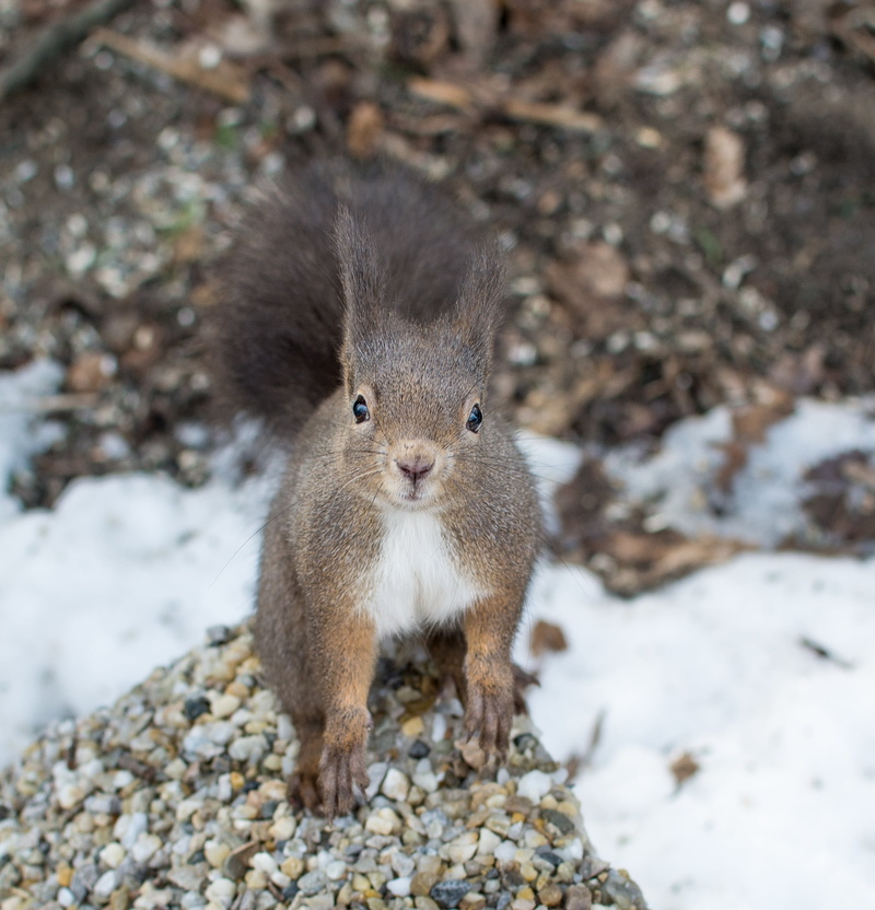 no people, winter, focus on foreground, outdoors, nature, animal wildlife, verifiable kitten, possierlich, rock, whisker, squirrel, snow, cold temperature
