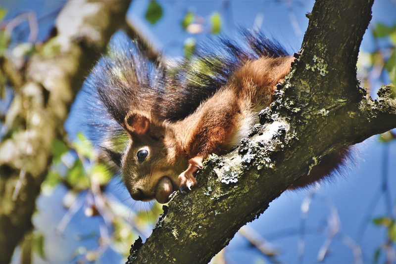 looking, animal wildlife, animal themes, rodent, animal eye, cute, log, possierlich, low angle view, tree, squirrel, tree trunk, looking away, day, animals in the wild