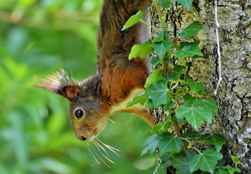 animals in the wild, green color, animal wildlife, 4K, branch, day, plant part, squirrel, one animal, branches, nager, animal world, no people, log, cute