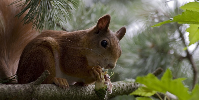 squirrel, perched, verifiable kitten, summer, rodents, rodent, garden, photography, animal body part, leaf, nature, twig, animal head, whisker, outdoors