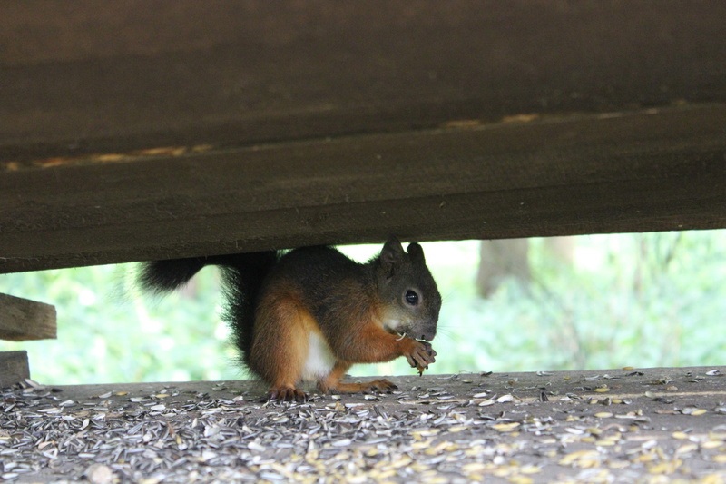 5K, hair, eat, mammal, light brown, creature, nager, animals in the wild, animal wildlife, squirrel, outdoors, croissant, animal themes, food, wood - material