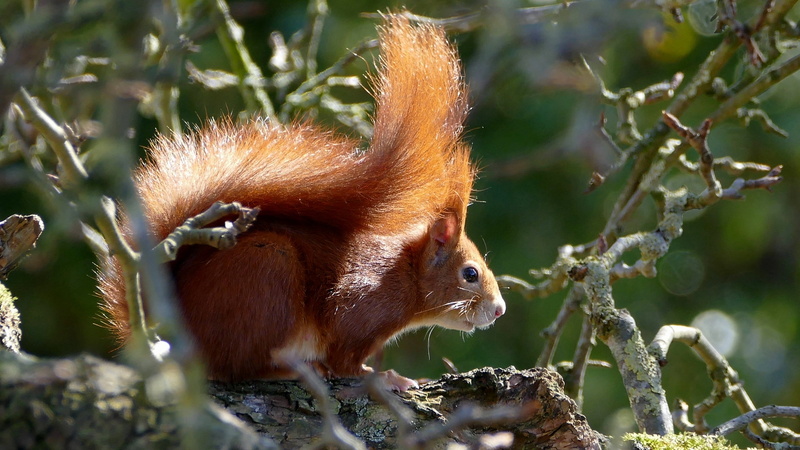 mammal, small, vertebrate, verifiable kitten, branch, animal wildlife, rodent, no people, brown, food, close, garden, profile view, bushy, animal, photo