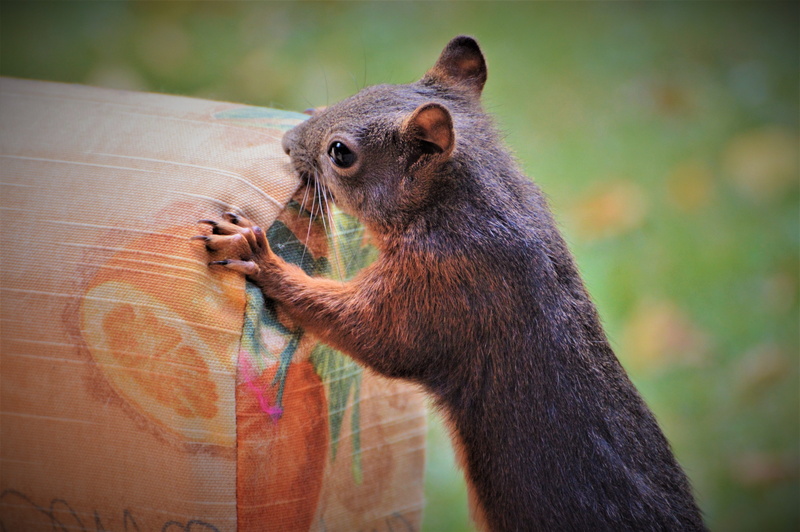 sofa, herbivorous, animal wildlife, 5K, nager, one animal, focus on foreground, looking, close-up, looking away, squirrel, rodent, nature, foraging, day