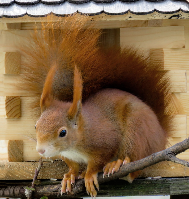 animal wildlife, attention, curious, Animal, cute, Squirrel, no people, pets, animals in the wild, verifiable kitten, animal themes, nature, wood - material