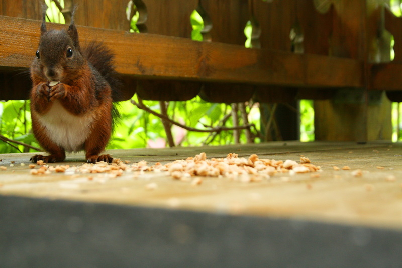 one animal, vertebrate, mammal, squirrel, verifiable kitten, animal wildlife, wood - material, selective focus, food, outdoors, close-up, food and drink