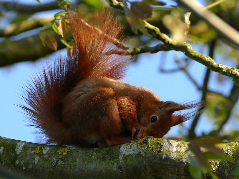 animals in the wild, plant, close-up, no people, outdoors, Wild Animal, tree, animal themes, cute, animal, focus on foreground, vertebrate, 2K, creature