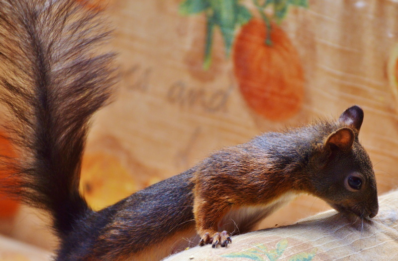 wild animal, day, Kitten, vertebrate, pets, domestic animals, animals in the wild, rat, animal themes, foraging, animal, cute, domestic, one animal, cheeky