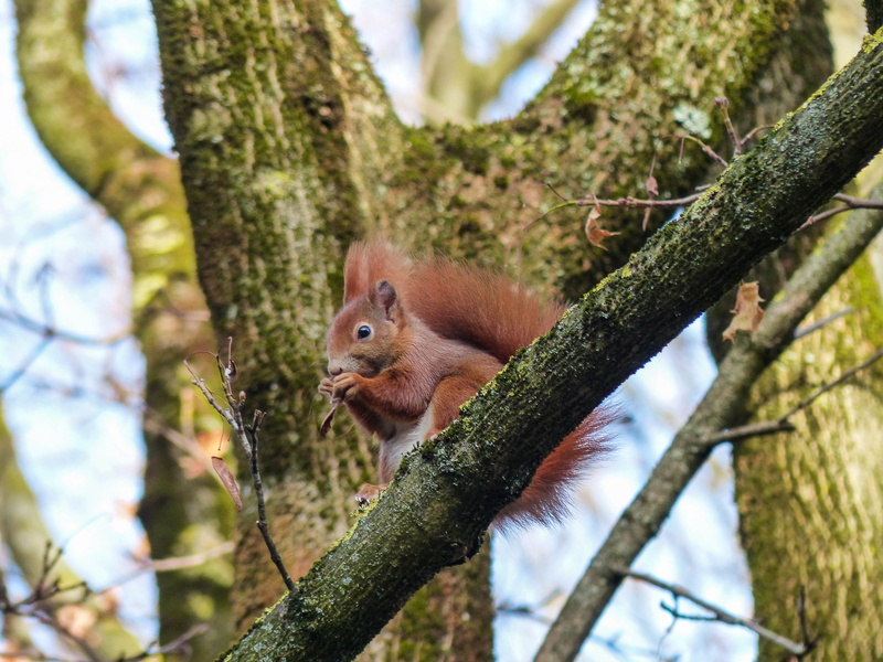 4K, Squirrel, animal themes, bushy, animal wildlife, tree, focus on foreground, tail, possierlich, branch, croissant, creature, animal world, vertebrate