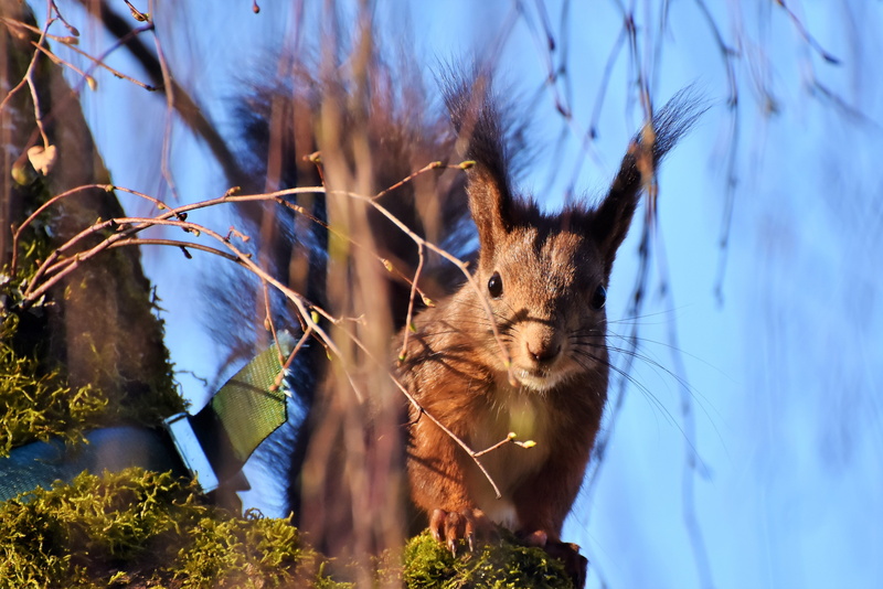 rodent, nest robbers, cute, herbivorous, rabbit - animal, animal, outdoors, sunlight, blue, vertebrate, forest, 4K, tree, photography, plant, garden, possierlich