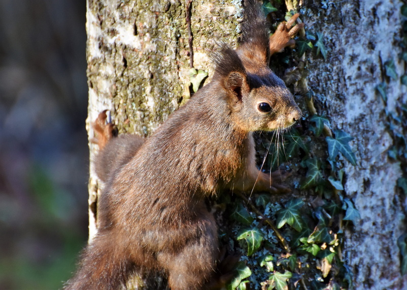 cute, vertebrate, tree, whisker, trunk, outdoors, forest, animal, possierlich, no people, brown, plant, 4K, close-up, one animal, nest robbers, day, animal wildlife