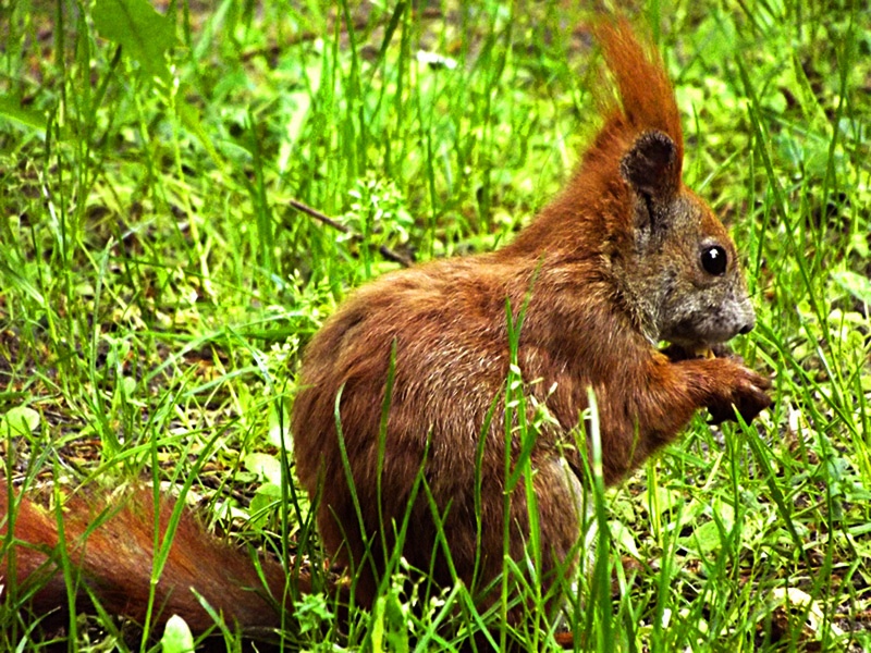 focus on foreground, plant, 2K, no people, animal, meadow, squirrel, field, animal themes, animal wildlife, brown, green color, one animal, rodent, growth