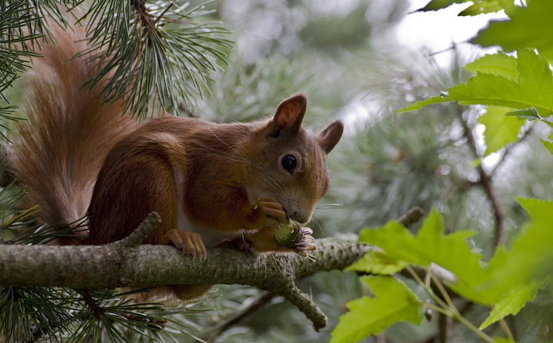 green, 4K, light brown, garden, leaf, animal wildlife, animal themes, forest, branch, mammal, top, possierlich, day, plant, animal body part, herbivorous