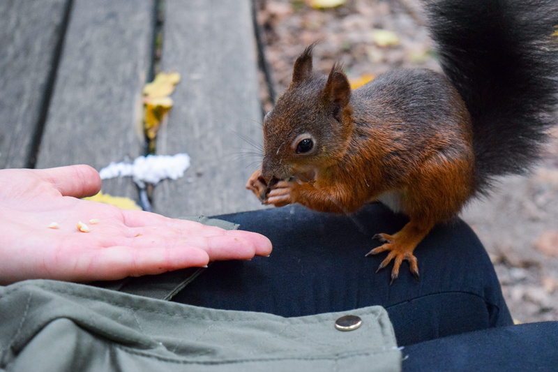 food, vertebrate, forest, creature, tail, nature photography, autumn forest, wildlife photography, verifiable kitten, human body part, hand, rodent, squirrel