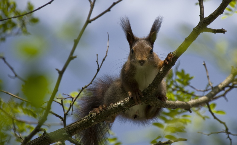 animal wildlife, spring, squirrel, animal themes, sky, day, low angle view, animal, koala, tree, plant, no people, mammal, tree trunk, rodent, nest robbers