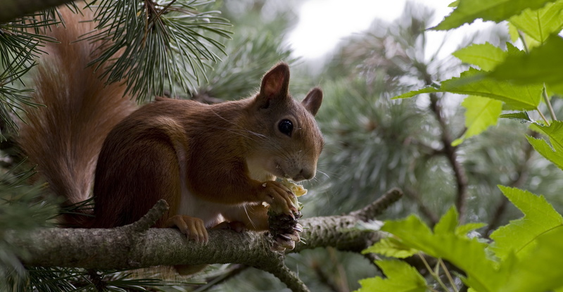 animal themes, creature, animal, rodents, squirrel, land, plant part, light brown, rodent, one animal, mammal, plant, verifiable kitten, animal wildlife