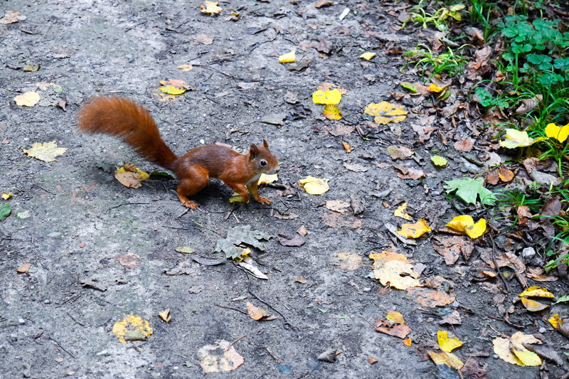 plant part, 5K, rodent, animal wildlife, forest, creature, mammal, animal world, animals in the wild, one animal, nature, animal, park, field, autumn forest