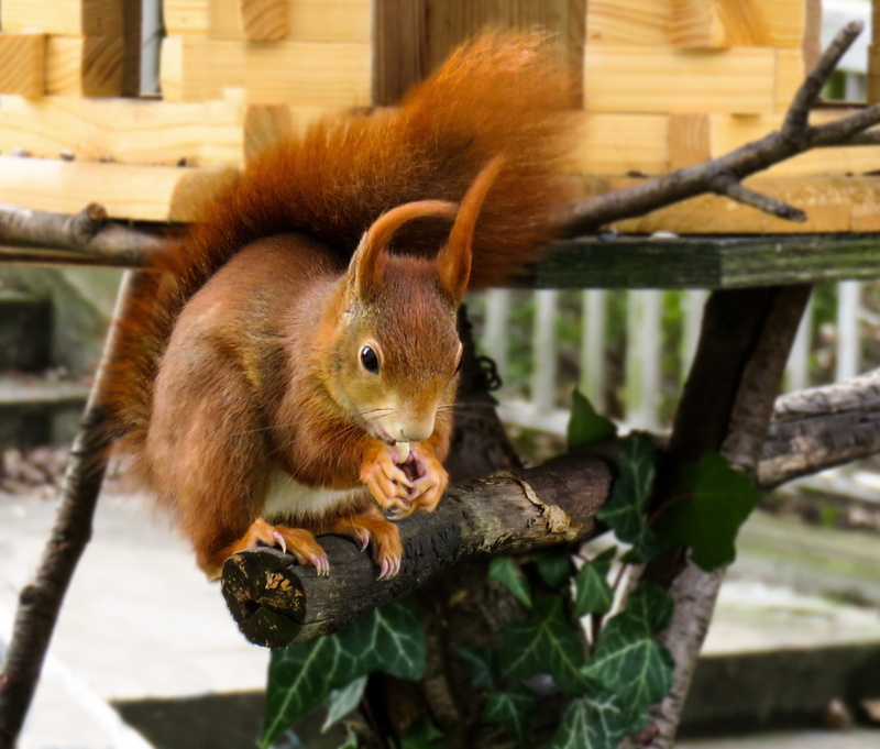 light brown, nut, curious, holding, close-up, eyes, fur, eating, day, food and drink, cute, animals in the wild, wood - material, tail, furry, sweet, climb