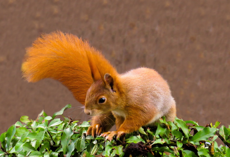 furry, side view, squirrel, animal themes, animal world, nature, 2K, rodent, close-up, one animal, nager, vertebrate, garden, mammal, cute, land, leaf