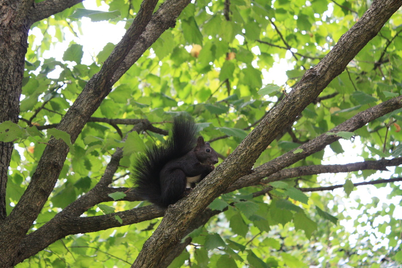 animals in the wild, green color, outdoors, mammal, one animal, animal, growth, animal wildlife, sitting, 4K, branch, primate, day, tree, low angle view