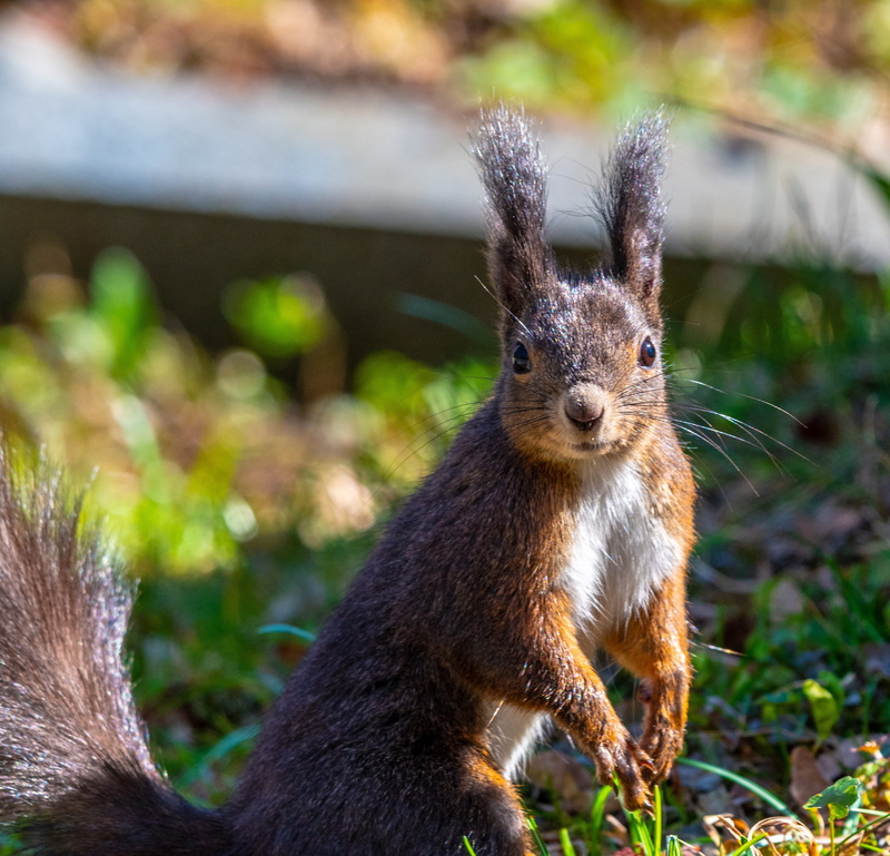 rabbit - animal, outdoors, land, nager, vertebrate, animals in the wild, squirrel, animal wildlife, 4K, nature, focus on foreground, one animal, possierlich