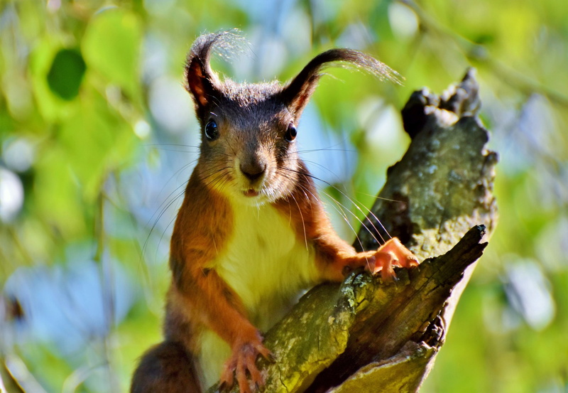 close-up, branch, verifiable kitten, cute, focus on foreground, squirrel, animal head, animal world, tree, foraging, nature, rodent, mammal, animals in the wild