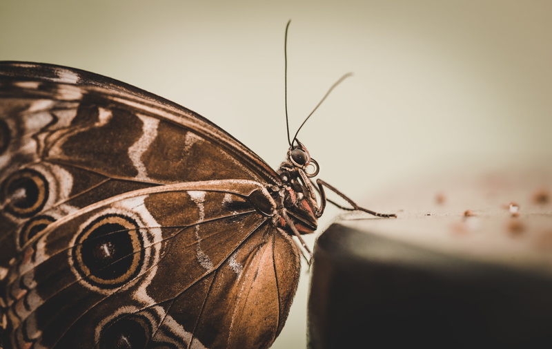 animals in the wild, colorful, garden, animal antenna, summer, animal themes, perching, yellow, fly, no people, taste, animal Wing, devour, natural, caterpillar