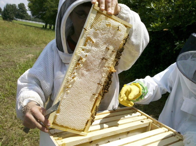 apiary, apiarist, men, human hand, insect, beehive, honey, animal wildlife, day, beekeeper, honeycomb, apiculture, hive, real people, invertebrate, bee hive inspections