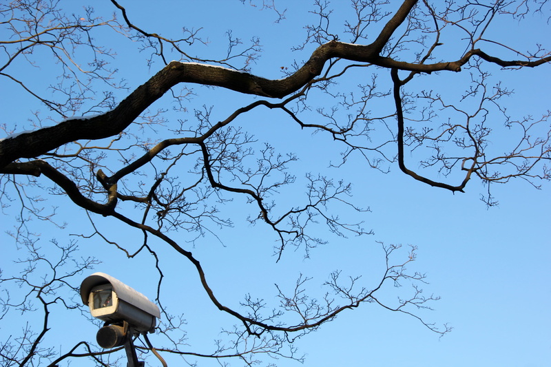 outdoors, video, safe, guard, security, street, technology, day, bare tree, lighting equipment, sunlight, plant, no people, camera, protect, tranquility