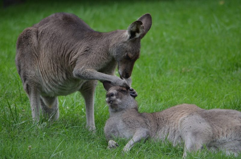 field, no people, group of animals, cleaning, wildlife, mother, ear, animal wildlife, animal themes, nature, vertebrate, outdoors, parent, plant, day, kangaroo
