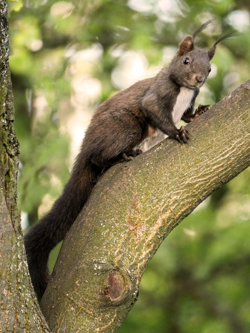 day, croissant, animal themes, animals, animal, side view, animal world, herbivorous, cute, squirrel, garden, ears, close-up, furry, black squirrel, tree