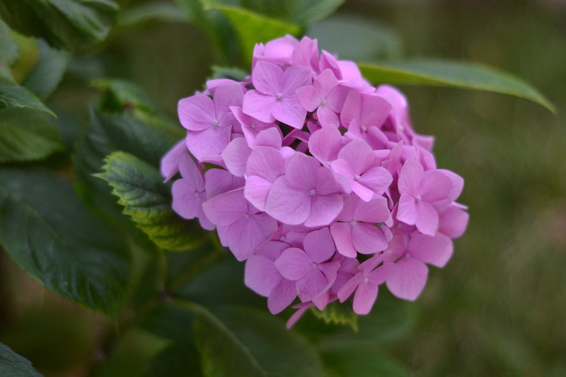 photography, growth, 1080P, flowering plant, focus on foreground, no people, inflorescence, plant part, beauty in nature, bunch of flowers, lilac, flower