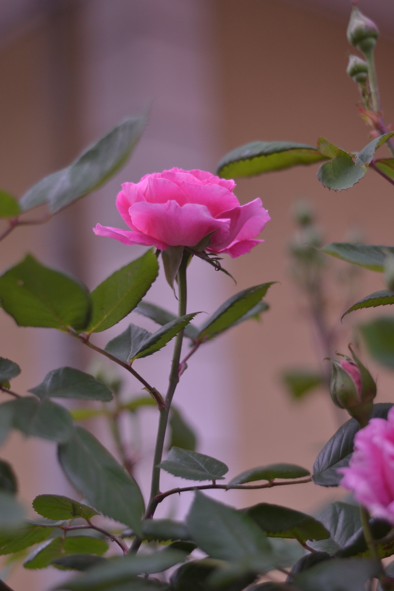 fragility, vulnerability, nature, plant part, outdoors, rose, sepal, no people, desire, petal, flowering plant, inflorescence, close-up, leaf, plant, flower head