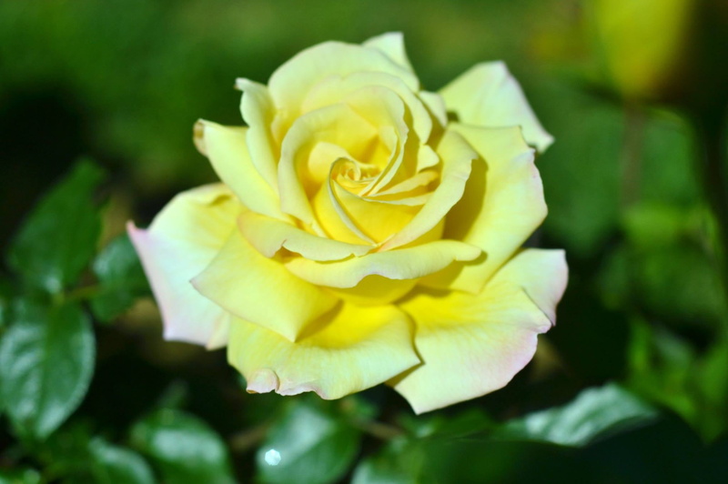 flower arrangement, rose - flower, 1080P, nature, photo, leaf, plant part, bouquet, flowering plant, fragility, iftar, close-up, my photos, rose, growth