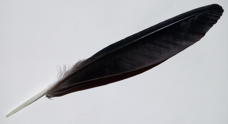 nature, quill pen, black, fragility, no people, feather, studio shot, gray, vertebrate, lightweight, softness, single object, close-up, 4K, copy space