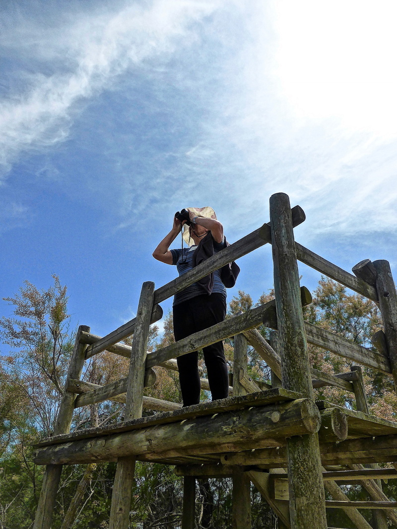 spyglass, leisure activity, ladder, scenery, 4K, looking, scope, women, standing, nature, viewer, sky, outdoors, low angle view, cloud - sky, land, lifestyles