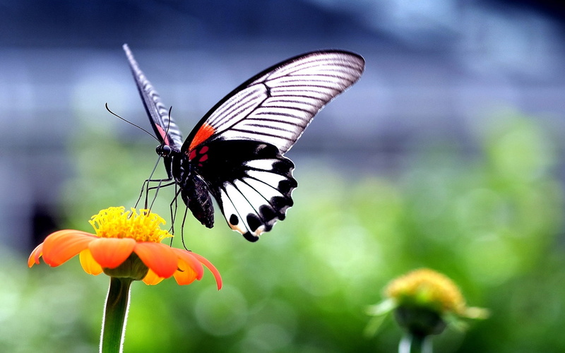orange, flower, black, beautiful, 1080P, butterfly, orange flower, nature, white