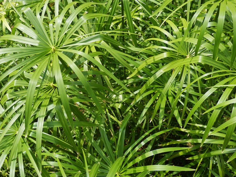close-up, 4K, foliage, tranquility, full frame, no people, lush foliage, plant, backgrounds, freshness, river, field, food and drink, herb, nature, outdoors