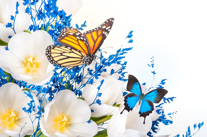 petals, petal, decoration, inflorescence, indoors, tulips, close-up, flowers, plant, flower head, 4K, butterflies, collage, white color, freshness, flower