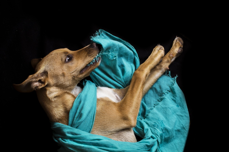 animal body part, canine, studio shot, pet, vertebrate, no people, play, brown, animal, pets, textile, mammal, clothing, one animal, domestic, dog, indoors