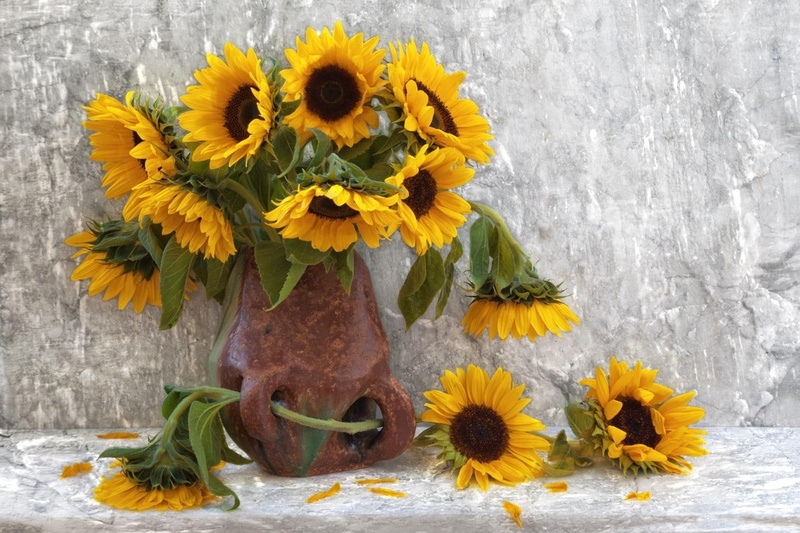 flower, flowers, life, sunflowers, nature, 1080P, still