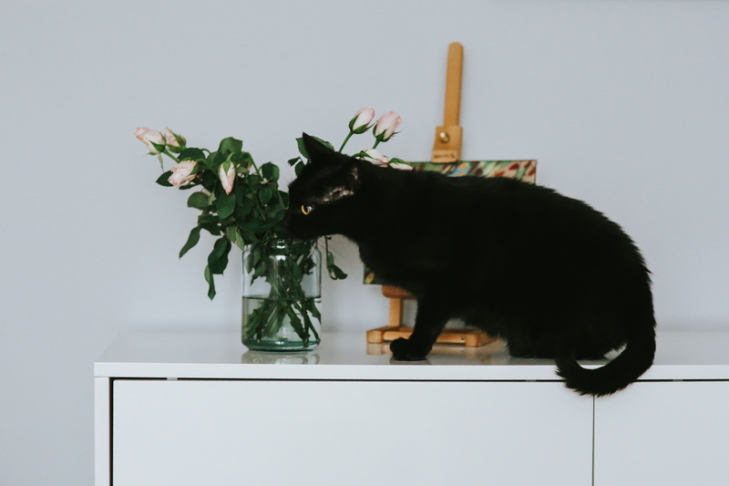 vase, mammal, domestic, one animal, cat, table, nature, black, pets, plant, flowering plant, no people, animal head, flower, paintings, Black cat, close-up