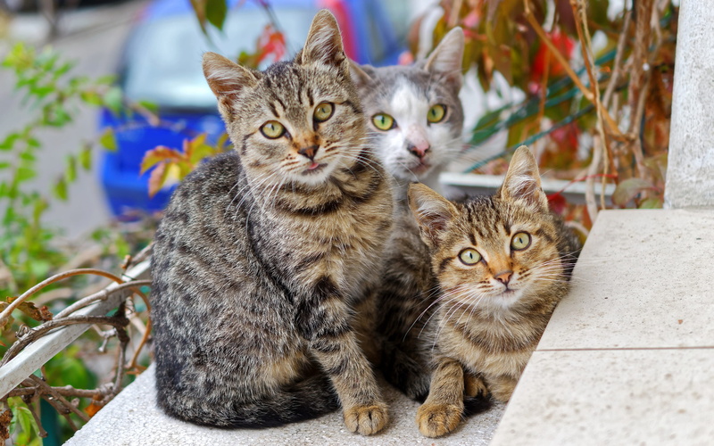 tabby, outdoors, young, portrait, fur, domestic cat, domestic, head, cute, pets, three, two animals, mammal, 4K, eyes, focus on foreground, kitty, cats