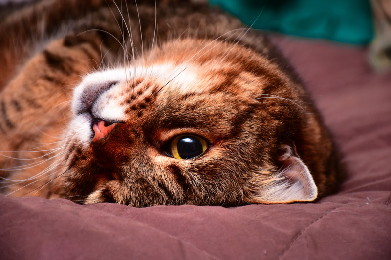 domestic, mici, animals, pet, felines, 5K, sleep, animal themes, domestic cat, relaxation, bed, cat, animal body part, feline, looking at camera, puppy