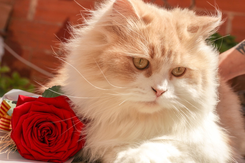 animal head, cat, close-up, mammal, 5K, beige, one animal, persian, vertebrate, red, flowering plant, domestic cat, domestic, focus on foreground, whisker