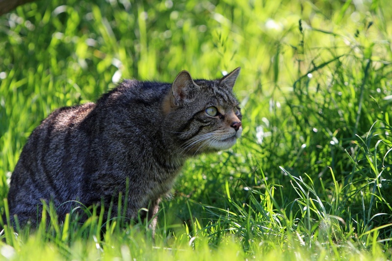 green color, tabby, furred, one animal, vertebrate, cat, profile view, wildlife, field, 1080P, grass, wild, domestic animals, no people, close-up, outdoors