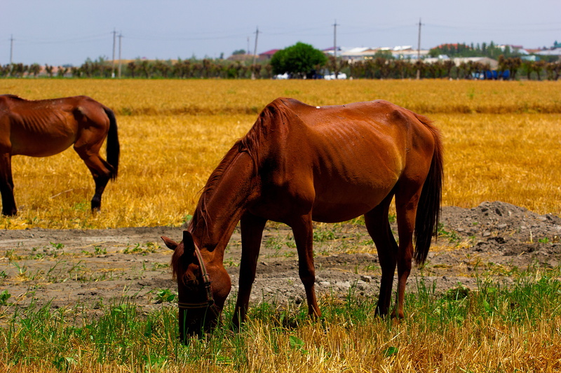 outdoors, mountains, pets, Fields, land, 5K, summer, Horse, memories, agriculture, mountain, living nature, filly, grazing, Nature, nostalgia, yellow
